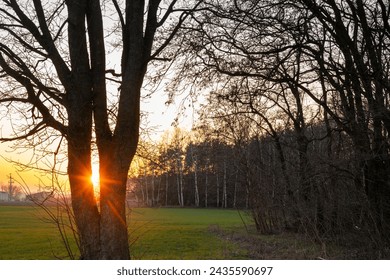 Tree branches without leaves at sunset