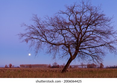 Tree with branches without leaves, in winter on a full moon night. Landscape in the cultivated plain countryside.