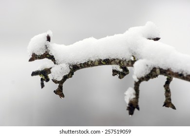 tree branch's close up covered by snow