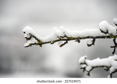 tree branch's close up covered by snow