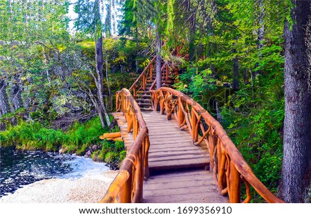 Tree bridge. A bridge in a forest of trees