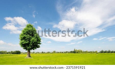 The tree.The bright blue sky above the rice fields in northeastern Thailand.Blue sky. rice fields