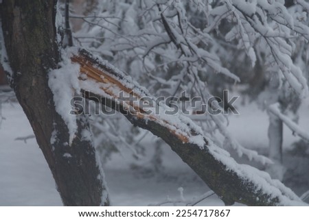 Tree with broken branches covered with heavy snow on a winter snowy day, snowfall weather, blizzard, close up shot