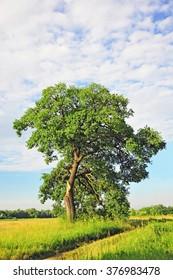 Tree, broken by lightning, after a hard storm