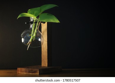 A Tree In A Broken Glass Jar