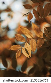 tree brown leaves in atumn season, autumn leaves