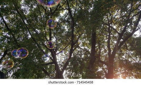 tree and bubble floating in the air