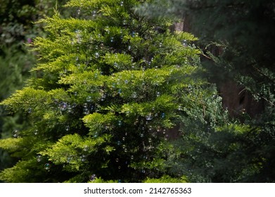 Tree with bubbles around it. 