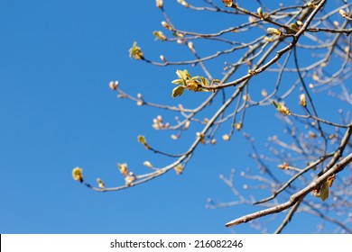 Tree Buds In Spring