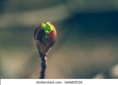 Tree buds in spring. Young large buds on branches against blurred background under the bright sun. Beautiful Fresh spring Natural background. Sunny day. View close up. One single bud for spring theme. - Shutterstock ID 1646829226
