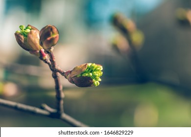 Tree buds in spring. Young large buds on branches against blurred background under the bright sun. Beautiful Fresh spring Natural background. Sunny day. View close up. Few buds for spring theme. - Shutterstock ID 1646829229