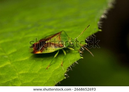 a tree bug sits on a green leaf. close-up. macrophotography. bug. chinch .Acanthosomatidae. Palomena prasina.