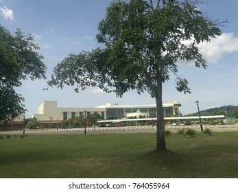 tree with a building background