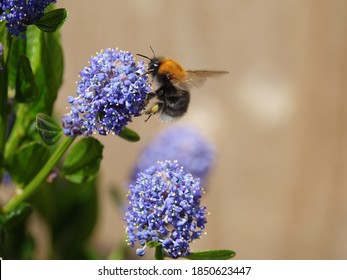 Tree Bumblebee (Bombus Hypnorum) Feeding On Spring Flowers