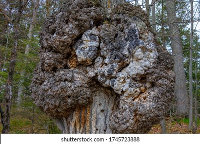 Tree Burr Knot (Burl) Or Crown Gall Close-up, Plant Disease That Cause Abnormal Growths Of Galls