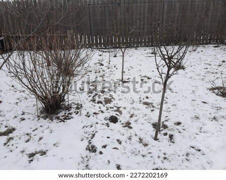 tree, bush, nature, snow, winter