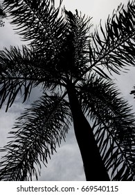Tree B&W