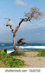 Tree By the Beach