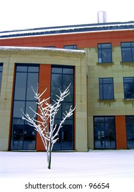 a tree by a building