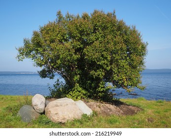 tree by the lake