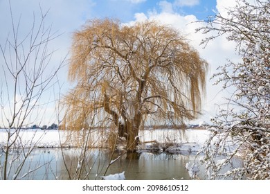 A tree by the lake in winter. Taken on a Canon 5D Mk2 with a 24-105mm canon f4 lens.