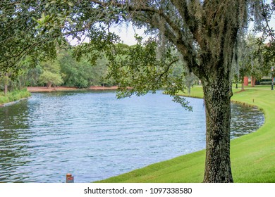 Tree By The River