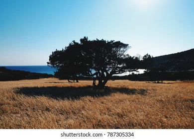 Tree by the see