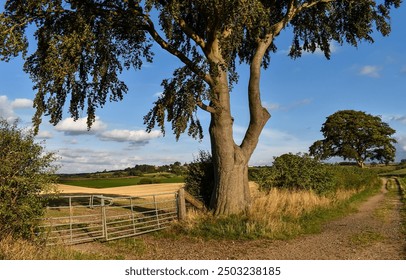 A tree by a wooden fence. Farmland tree at fence. Fenced farmland with lonely tree. Tree by fenced farmlands - Powered by Shutterstock