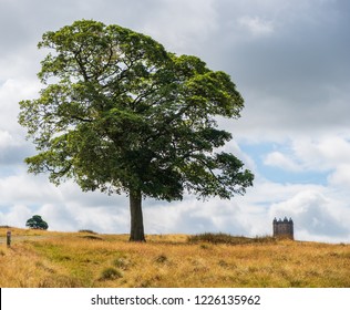 Tree And The Cage Tower Of The National Trust Lyme In The Distance In The Peak District, Cheshire, UK