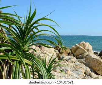 Tree Is Called Pandanus Tectorius