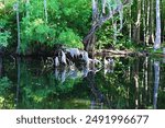 A tree in a canal at Lake Waccamaw covered in Spanish Moss