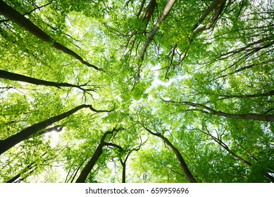 Tree canopies