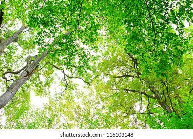 Tree canopy.