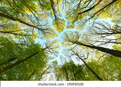 Tree canopy