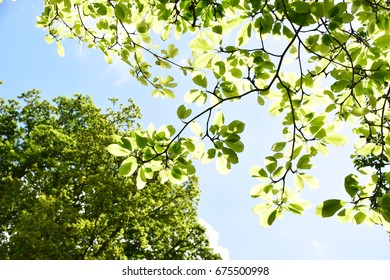 tree canopy 
