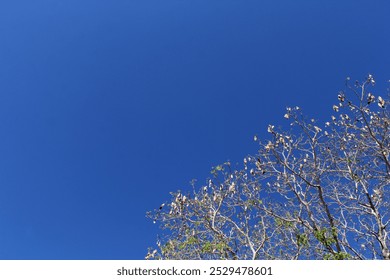 Tree canopy against a clear blue sky background - Powered by Shutterstock