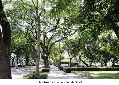 Tree Canopy Covering Walkways And Streets In A Park