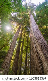 Tree Canopy At Henry Cowell Redwoods State Park