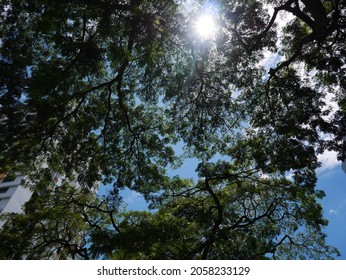 Tree Canopy On A Sunny Day In The City With Sunburst And Apartment Building In The Background