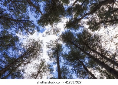 Tree Canopy. Canopy Of Pine Trees Seen From Below