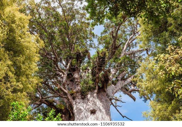 Tree canopy of Tane Mahuta, the giant Kauri Tree\
– Waipoua Forest, New\
Zealand