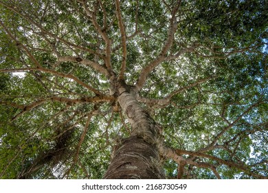 Tree Canopy And Trunk Seen From Below