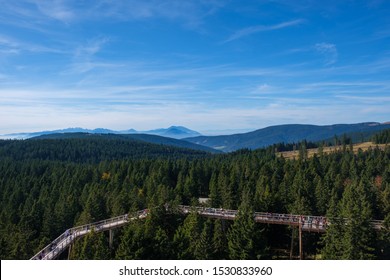 Tree Canopy Walk Treetop Walkway Footbridge Stock Photo 1530833960 ...