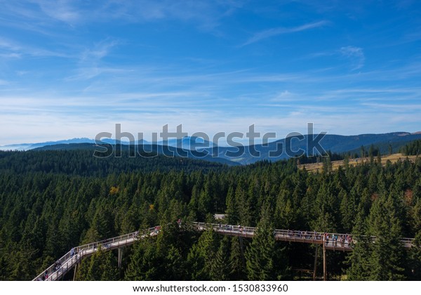 Tree Canopy Walk Treetop Walkway Footbridge Stock Photo Shutterstock