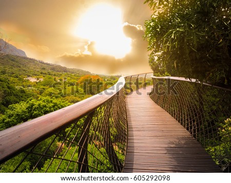 Tree Canopy Walkway (wooden bridge) in Kirstenbosch National Botanical Garden is acclaimed as one of the great botanic gardens of the world with gold light sky background, Cape Town, South Africa 