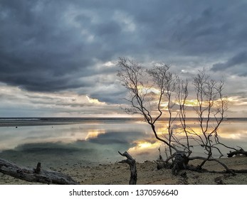 A tree captured by the beach during the sunset