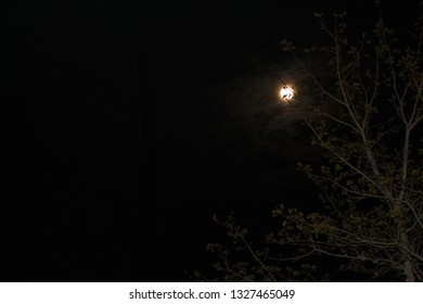 Tree captured in Moon as background.
