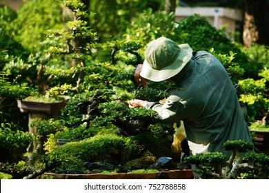 Tree Care Worker Work On Day At Park Of Ho Chi Minh City, Viet Nam, Asian Man Cutting Bonsai Tree