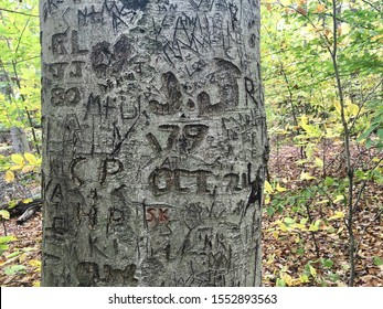 Tree Carving Names And Dates Outdoor Park