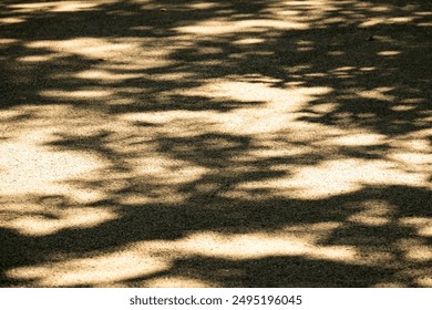 A tree casting a shadow on the ground. The shadow is large and dark, covering a significant portion of the ground. The contrast between the shadow and the tree creates a sense of depth